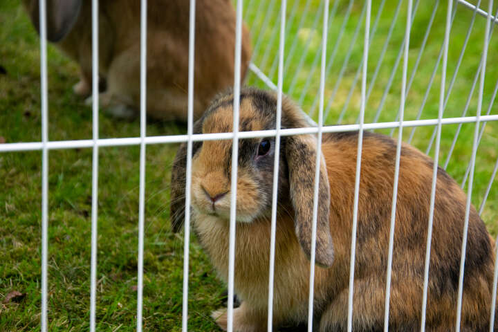 dobar Freilaufgehege mit Häuschen